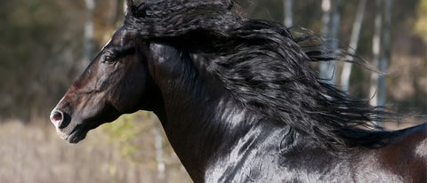 Friese Pferd » Steckbrief, Eigenschaften & Herkunft 🐴