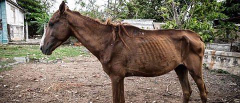 abgemagertes pferd