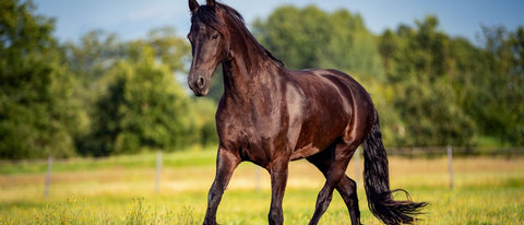 fellwechsel pferd