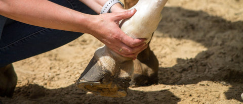 gallen beim pferd