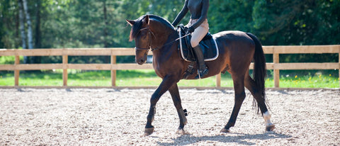 Gelassenheitstraining für Pferde