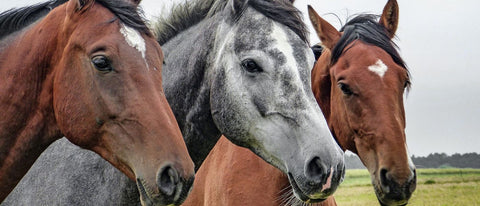 Das größte Pferd der Welt, Shire Horse-Wallach Sampson mit 2,19 m