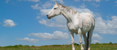 Koppen beim Pferd