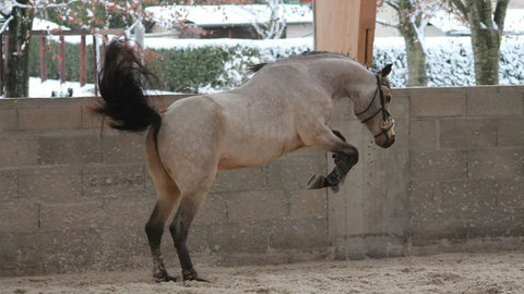Nervöses Pferd beruhigen: Ursachen verstehen & gezielt unterstützen