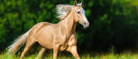 palomino pferd