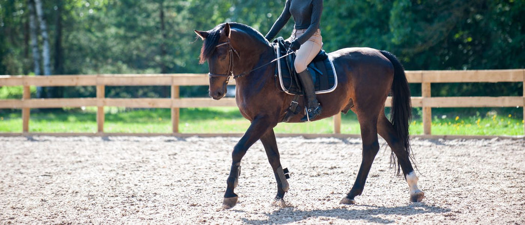 Pferd lahmt » Ursachen, Diagnose und Behandlung – Pferdegold®