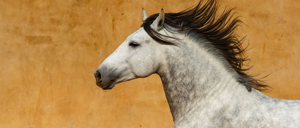 Pura Raza Espanola » Die Spanischen Pferde im Fokus 🐴 Pferdegold®