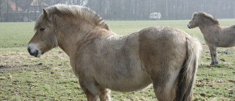 Trageerschöpfung beim Pferd