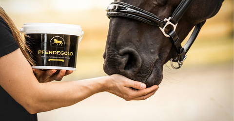 Eine Person füttert ein schwarzes Pferd aus der Hand und hält dabei einen Pferdegold-Behälter.