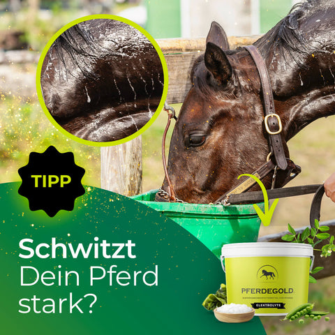 Ein Pferd trinkt aus einem grünen Eimer, Schweiß ist sichtbar. Text: Schwitzt Dein Pferd stark? Probieren Sie Pferdegold® Elektrolyte + gratis Insektenschutzspray.