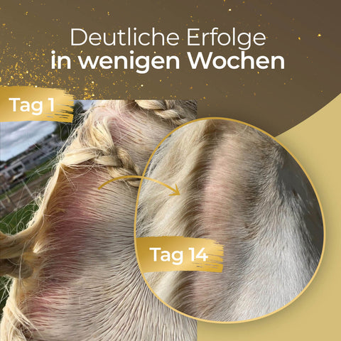 Nahaufnahmen zeigen die Hautrötung des Pferdes am ersten Tag und eine deutliche Verbesserung am 14. Tag, was auf eine Verringerung des Juckreizes während des Fellwechsels mit Pferdegold Haut & Fell Spray hindeutet. Der deutsche Text oben beschreibt die Veränderungen während des Fellstoffwechsels.