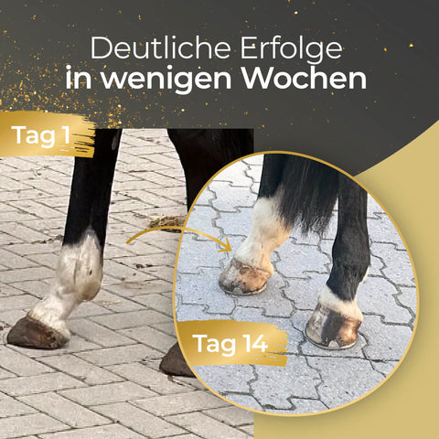 Vorderbeine und Hufe des Pferdes am 1. und 14. Tag, mit sichtbarer Verbesserung auf befestigtem Boden dank Pferdegold's Hufe - Nachfüller 1,5kg.