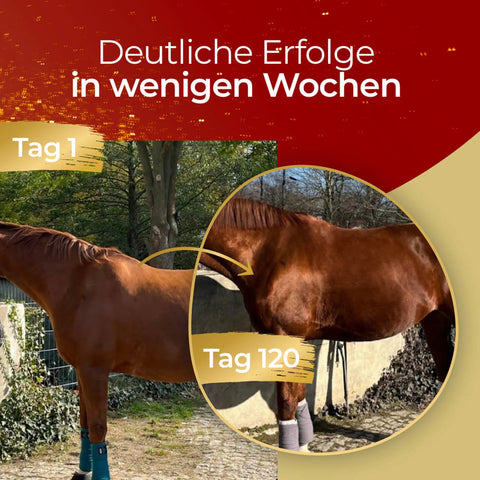 Die Gegenüberstellung eines Pferdes an Tag 1 und Tag 120 zeigt die sichtbare Verbesserung des Körpers mit Pferdegold® 2x Muskeln + Müsli Getreidefrei - perfekt für sportliche, getreidefrei ernährte Pferde. Sparen Sie 28% mit dem Bundle!.
