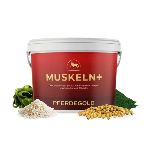 Pferdegold Muskeln 2.0 Ergänzungsbecher mit verschiedenen Getreidesorten und Grünzeug, ideal zur Unterstützung des Muskelaufbaus Ihres Pferdes und als hochwertiges Pferdefutter für effektiven Muskelaufbau beim Pferd konzipiert.