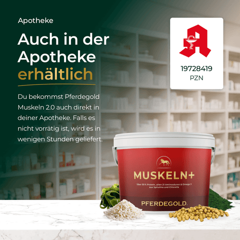 Ein roter Becher Pferdegold Muskeln 2.0 steht auf einer Theke, im Hintergrund sind Apothekenregale und eine Grünpflanze zu sehen.