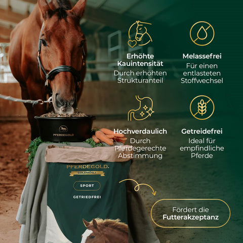 Ein Pferd frisst Pferdegold® Pferdefutter aus einem Eimer neben einem Banner mit den Vorteilen von 3 für 2 - Goldmüsli Sport Getreidefrei, einem proteinreichen, getreidefreien Müsli.