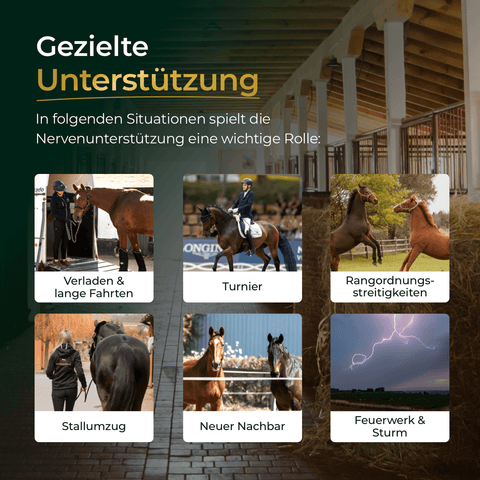 Sechs Bilder zeigen Szenarien - Transport, Turnier, Rangstreitigkeiten, Stall, neuer Nachbar, Feuerwerk/Sturm - in denen Pferdegold Nerven 2.0 für sanfte Beruhigung sorgt und Ihrem Pferd hilft, in stressigen Situationen entspannt zu bleiben.