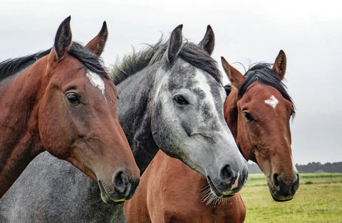 Stoffwechselerkrankungen beim Pferd: Ursachen & Tipps