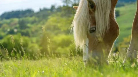 Pferde richtig anweiden: Gefahren, Dauer und Tipps