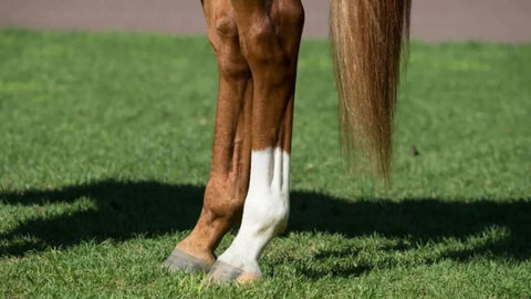 Sehnenschaden beim Pferd: Sehnenverletzungen erkennen, behandeln & vorbeugen