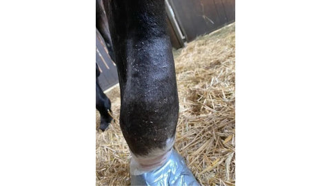 Sehnenschaden und Sehnenscheidenentzündung beim Pferd: Ursachen & Prognosen