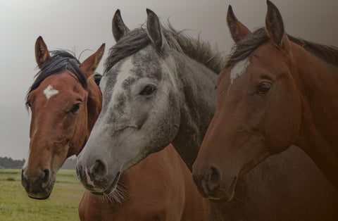 Mangan für Pferde: Der unterschätzte Mineral-Held für Stoffwechsel und Vitalität