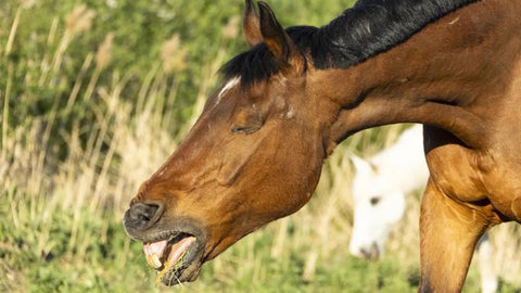 Husten beim Pferd: Ursachen erkennen, behandeln & vorbeugen