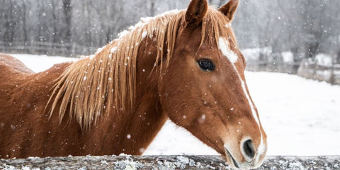 Starkes Immunsystem beim Pferd: So schützt Du Dein Pferd im Herbst & Winter