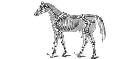 Knochen beim Pferd » Fakten zur Anatomie im Überblick