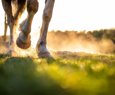 Mineralfutter für Pferde: Die unterschätzte Basis für Gesundheit und Leistung