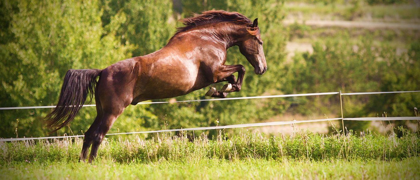 Vitamin B Für Pferde: Alles Zu Bedeutung, Bedarf & Mangel – Pferdegold®