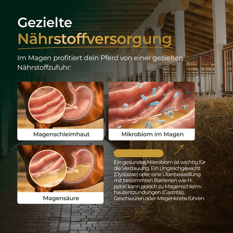 Schematische Darstellung von Pferdemagenschleimhaut, Mikroben und Magensäure mit deutschem Text zur gezielten Nährstoffversorgung - ideal zur Erläuterung des Pferdegold Verdauungs Bundle: BalanceFit unterstützt die Verdauungsgesundheit.