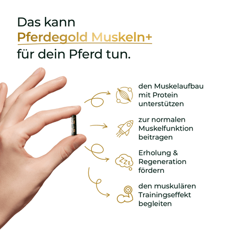 Hand hält Kapsel; daneben Text zu Vorteilen von Pferdegold® Mineral 2.0 & Muskeln+ als Ergänzung für Pferde, mit Icons und Stichpunkten zu Aminosäuren, Proteinen sowie innovativer Mineral 2.0-Formel.