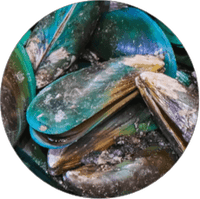 Green-lipped mussel