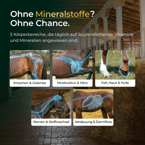 Fünf Pferdebilder mit deutschen Bezeichnungen zeigen Körperbereiche, die von Pferdegold Basic Bundle unterstützt werden: Naturkraft. Perfekt für getreidefreies Pferdefutter, wie z.B. Goldmüsli Natur Pur.