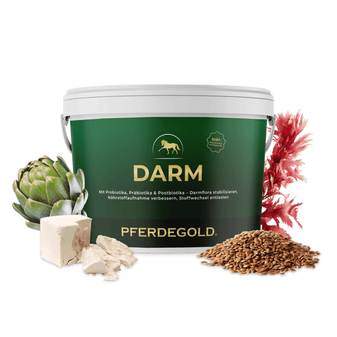 Der Pferdegold-Darm-Eimer mit Artischocke, rotem Seetang, Leinsamen und weißen Würfeln, die vorne angeordnet sind, eignet sich ideal zur Unterstützung der Magengesundheit Ihres Pferdes mit der bewährten Pferdegold-Rezeptur.