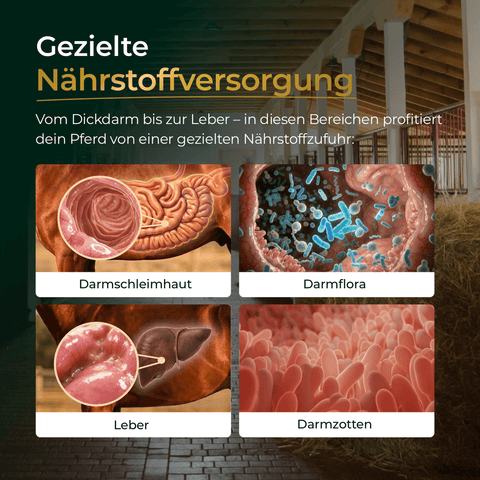 Vier beschriftete Bilder zeigen die Gesundheit des Pferdedarms - Darmschleimhaut, Darmflora, Leber und Zotten - und verdeutlichen, wie Pferdegold Darm oder eine andere Pferde Nahrungsergänzung das verdauungsfördernde Wohlbefinden des Pferdes unterstützen kann.