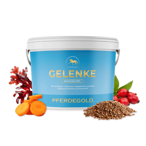 „Gelenke Muschelfrei 2.0“-Dose von Pferdegold mit Seetang, Möhren, Hagebutten und Leinsamen im Vordergrund auf weißem Hintergrund – ideal zur Unterstützung der Gelenke bei Pferden und geeignet für Pferde mit empfindlichem Magen.
