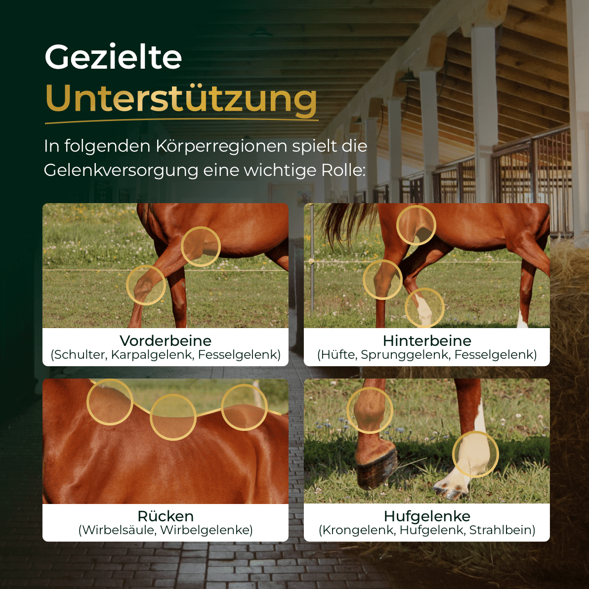 Ein Diagramm hebt die wichtigsten Gelenkbereiche des Pferdes hervor - Vorderbeine, Hinterbeine, Rücken und Hufe - um zu veranschaulichen, wie Pferdegold Gelenke+ die Mobilität des Pferdes unterstützt.