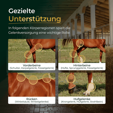 Diagramm der Körperbereiche des Pferdes - Vorder- und Hintergliedmaßen, Rücken, Hufe - mit beschrifteten Gelenken, ideal zum Verständnis der Gelenke des Pferdes und wie Pferdegold® 3 für 2 - Gelenke+ die Gesundheit der Gelenke unterstützen kann.