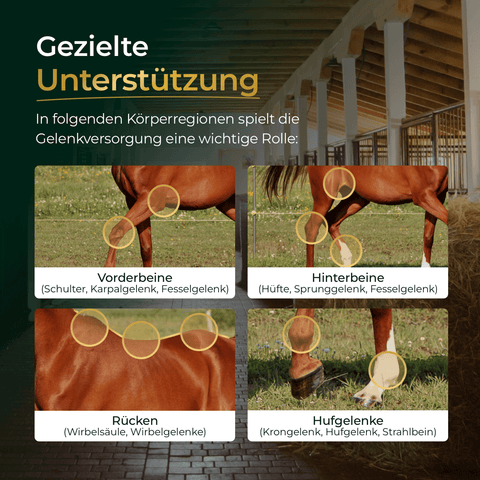Die Infografik von Pferdegold® zeigt wichtige Gelenkregionen bei Pferden - Vorderbeine, Hinterbeine, Rücken und Hufgelenke. Passend dazu: Gelenke+ Nachfüllpack 3kg für optimale Unterstützung.