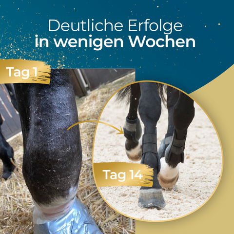 Am ersten Tag ist das Bein des Pferdes geschwollen; am 14. Tag, nach unterstützender Behandlung einschließlich geeigneter Beinbandagen und einer mit „Pferdegold Gelenke 1.0“ und Omega-3 angereicherten Ernährung, hat sich die Schwellung sichtbar verringert, was zu einer Verbesserung der allgemeinen Mobilität beiträgt.