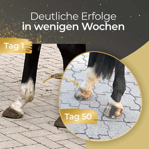Tag 1 und Tag 50: Die Pferdehufe zeigen im Laufe der Zeit eine sichtbare Verbesserung – dank „Hufe 15 %“ von Pferdegold® mit wichtigen Nährstoffen wie Biotin und Zink.