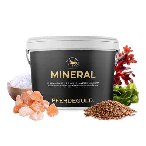 Ein schwarzer „Pferdegold Mineral 2.0“-Eimer wird präsentiert, vor dem Salz, Samen, grüne Blätter und Rotalgen angeordnet sind, um dieses unverzichtbare Mineralfutter für Pferde für eine optimale Pferdeernährung hervorzuheben.