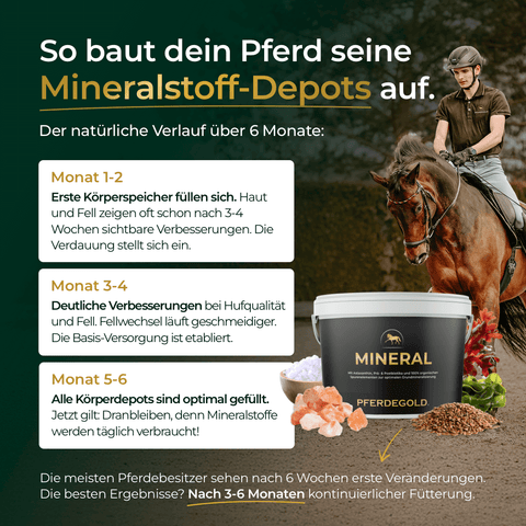 Reiter sitzt auf braunem Pferd; daneben Erklärungen und ein Eimer Pferdegold Mineral 2.0 Pferdemineralfutter mit Salzbrocken.