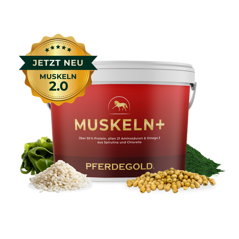 Roter Behälter mit der Aufschrift Muskeln 2.0 mit Körnern, Samen und grünem Pulver; goldene Plakette mit der Aufschrift JETZT NEU. Ein hochwertiges Pferdegold Muskelaufbau Supplement für optimalen Muskelaufbau bei Pferden.