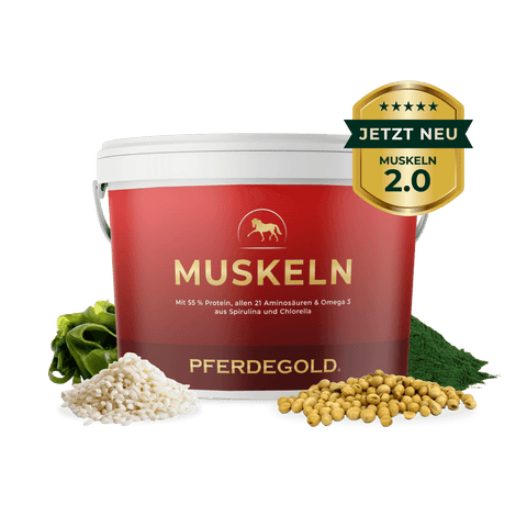 Das Ergänzungsfuttermittel Pferdegold Muskeln zeichnet sich durch eine grüne Plakette und angezeigte Inhaltsstoffe aus - perfekt für den Muskelaufbau beim Pferd und die Gesunderhaltung von Pferdemuskeln.