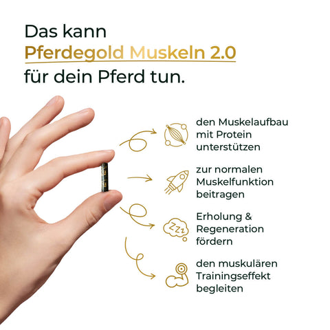 Hand hält eine Kapsel; daneben Vorteile von Pferdegold® Muskeln 2.0 für Muskelaufbau beim Pferd mit Icons und Text, perfekt als Ergänzungsfutter - jetzt 50% auf den 2. Eimer sichern!.