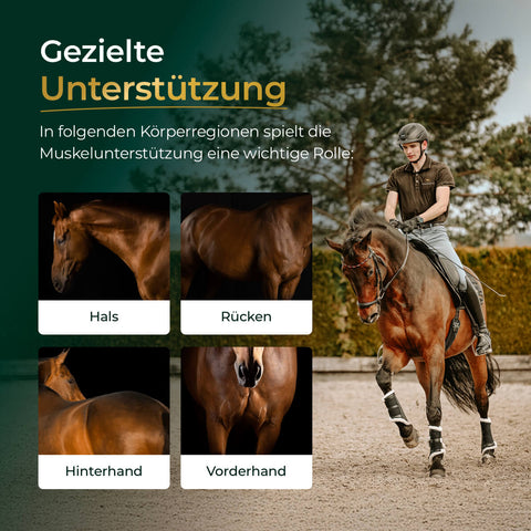 Eine Reiterin auf einem Pferd; daneben Bilder von Hals, Rücken, Hinterhand und Vorderhand - perfekt, um den Muskelaufbau durch Pferdegold® Muskeln 2.0 zu zeigen. Jetzt: 50% auf den 2. Eimer!.