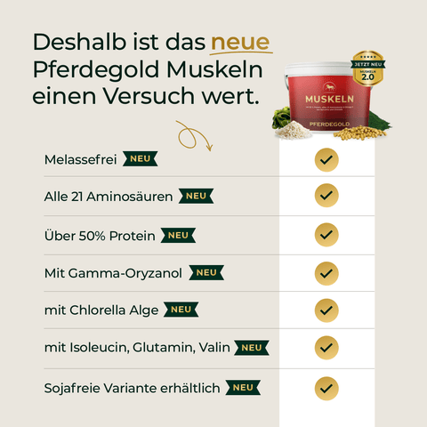 Infografik mit Vorteilen von Pferdegold Muskeln 2.0 für den Muskelaufbau beim Pferd und einer Produktdose oben rechts.